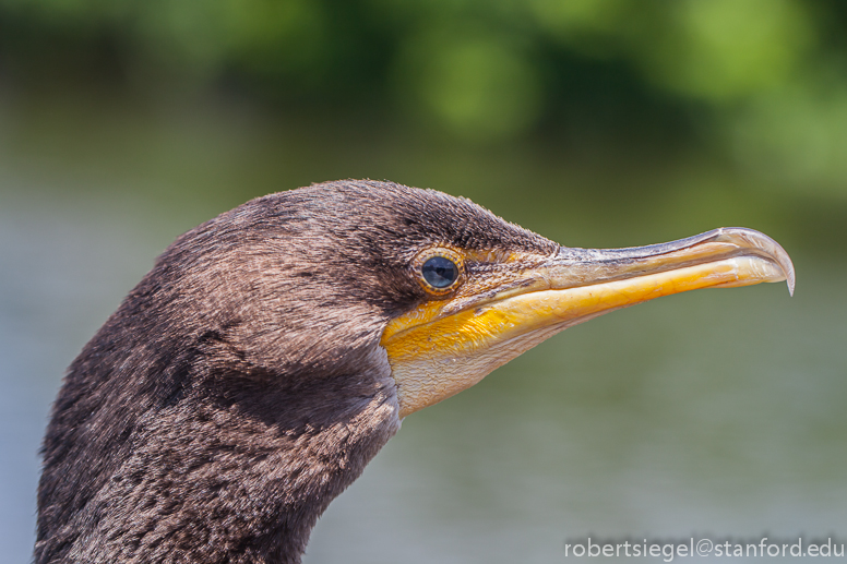 female cormorant